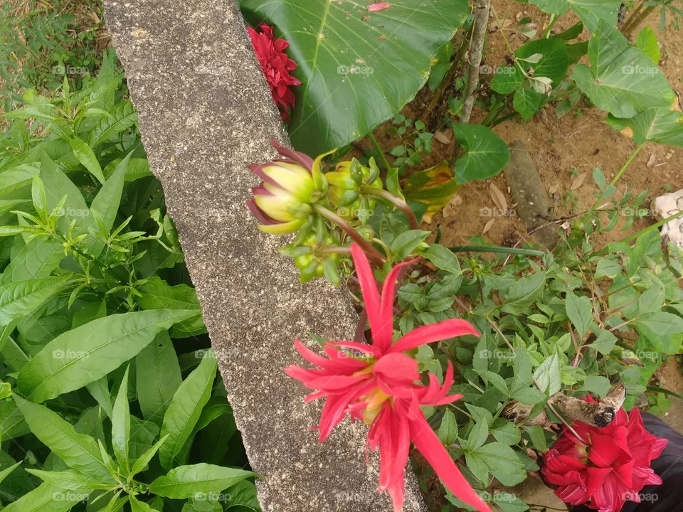 lindo