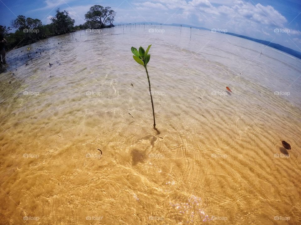 Baby Mangrove, Quezon, Philippines
