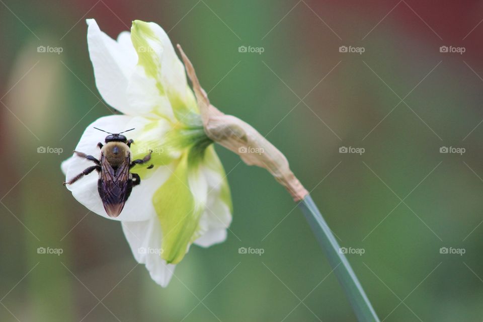 A bee pollinating a white daffodil in a garden in the spring