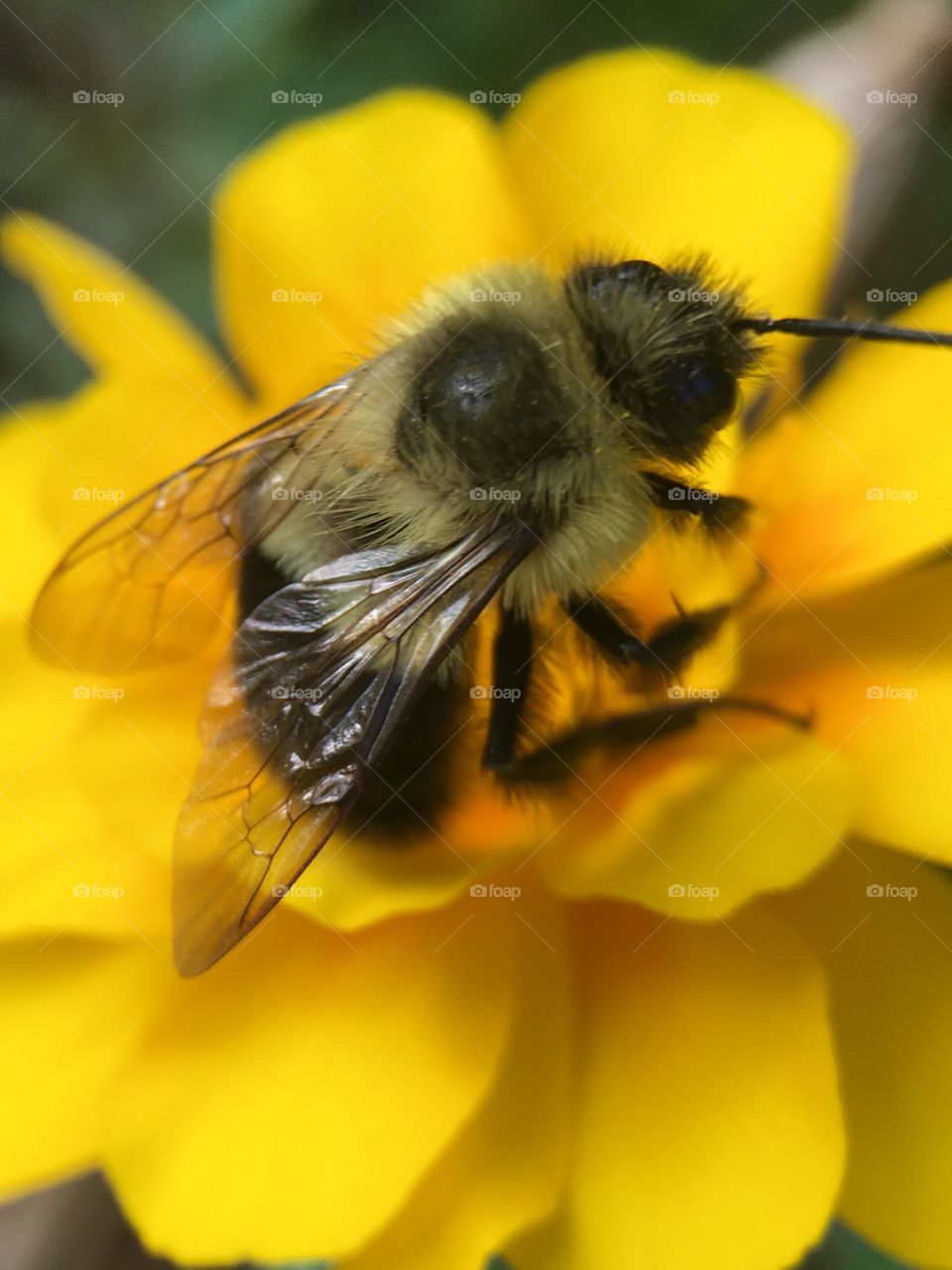 A bee pollenating 