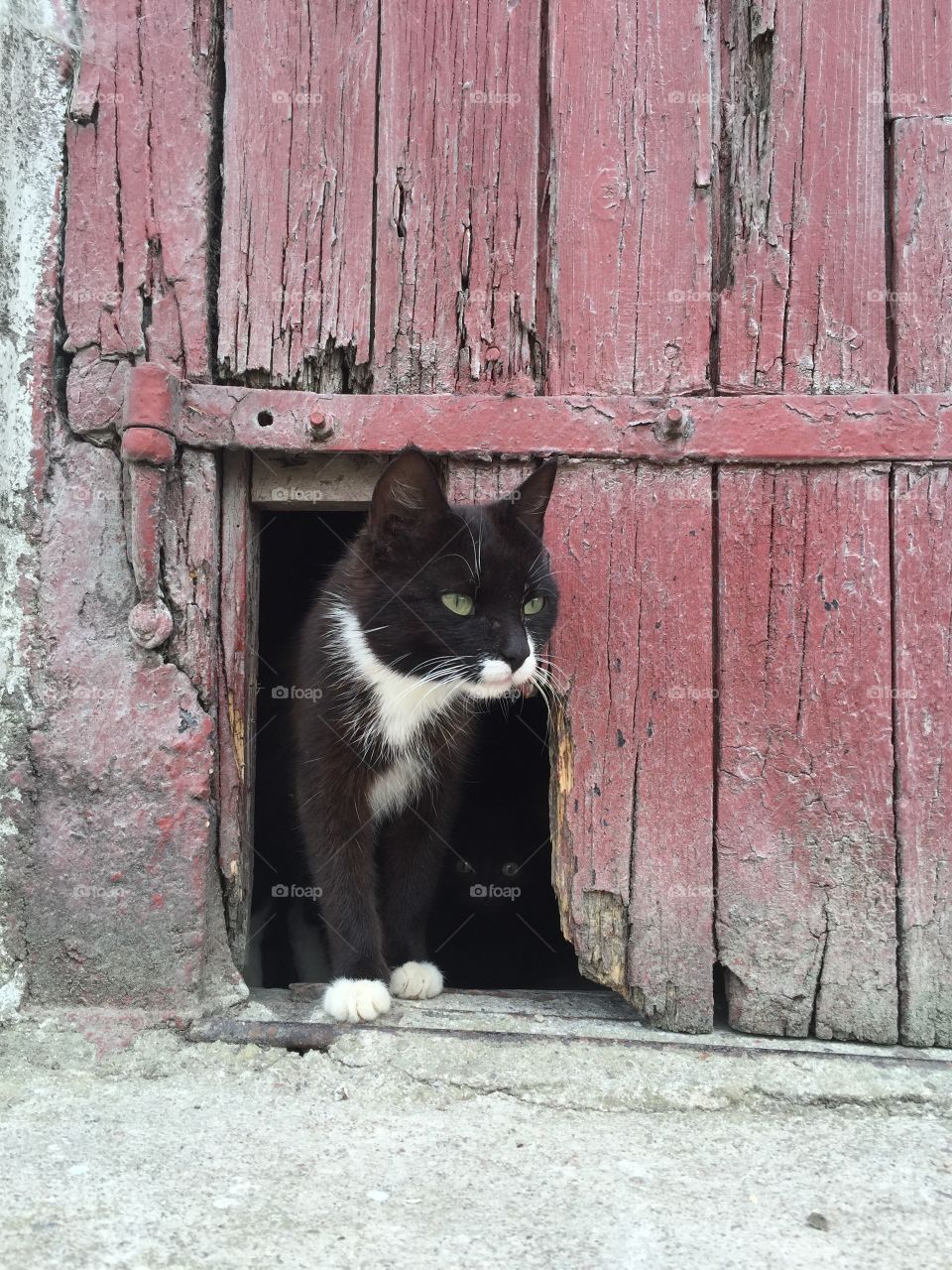 Cat in the barn
