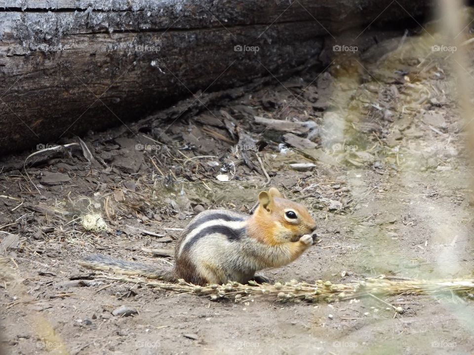 Chipmunk 