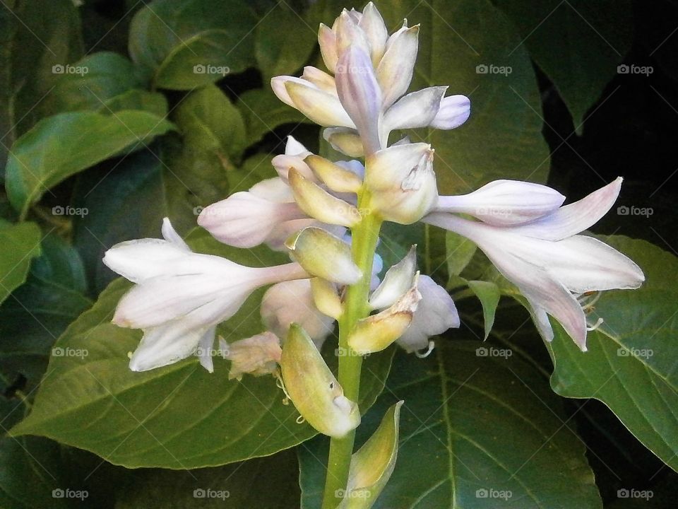 white flower