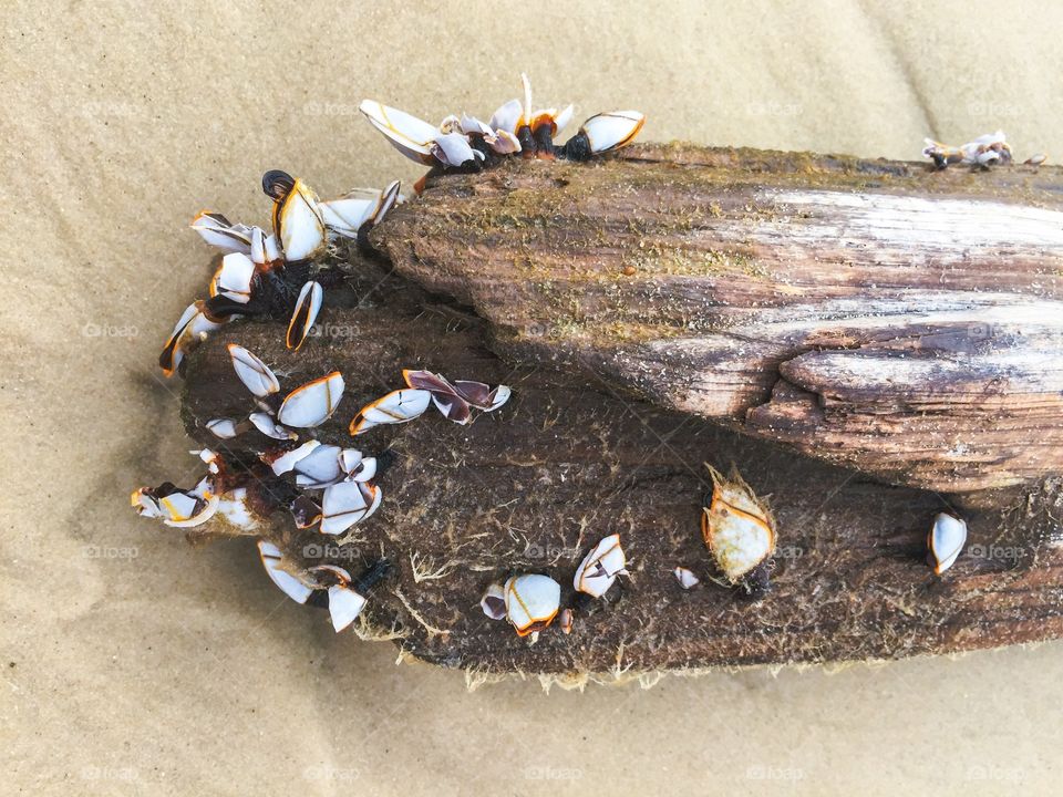 Barnacles on log
