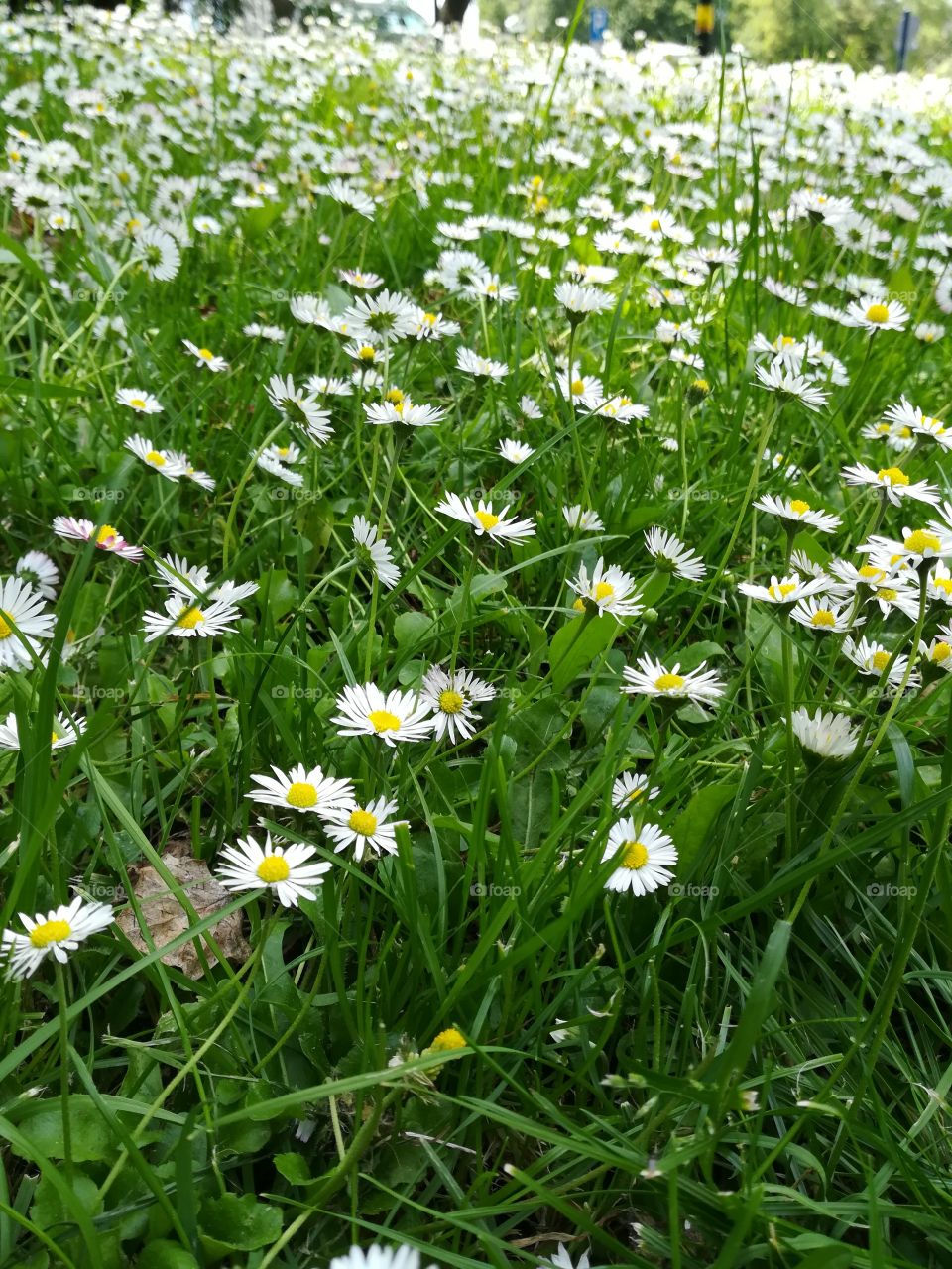 Camomile blooming in field