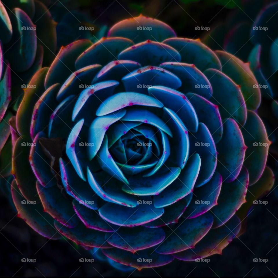 Cool or warm? Light or dark? A nice yin and yang type of succulent, found right in your backyard.