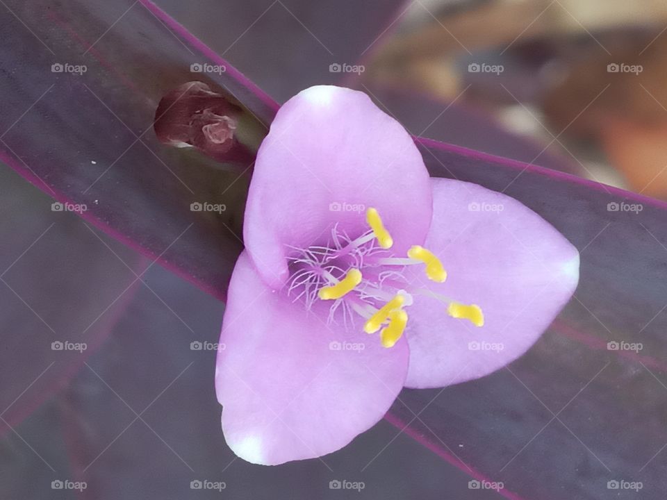 pink and yellow out growths