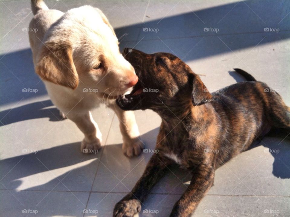 Puppy Fight!😍