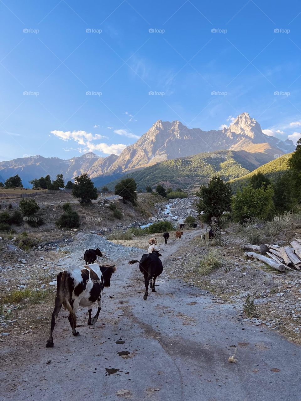 Cows in the countryside 