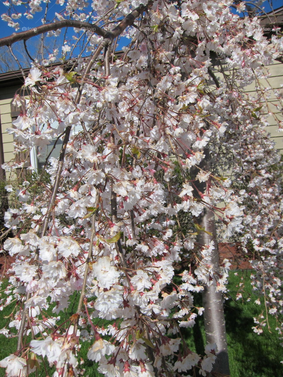 Apple blossom bunch