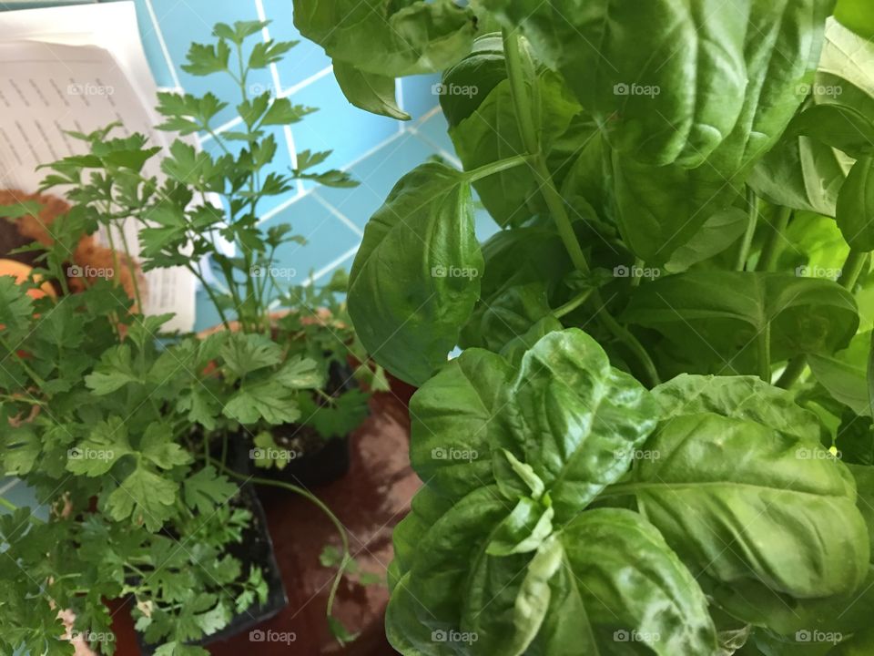 Fresh herbs for cooking