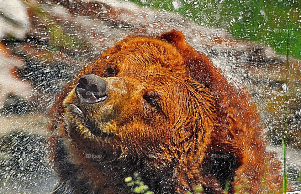 A hot grizzly bear cools down in a fresh mountain stream.