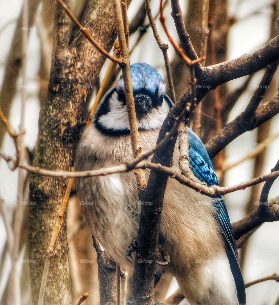 Blue Jay