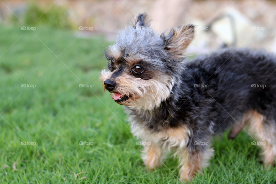 Yorkie Dog