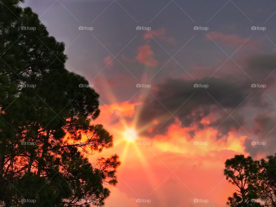 Blazing sunset through trees.