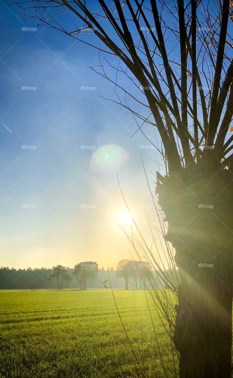 Countryside landscape with the setting sun glancing next to a willow