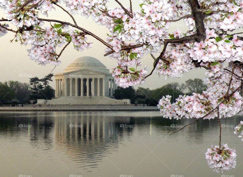 Cherry blossoms at Jefferson memorial 