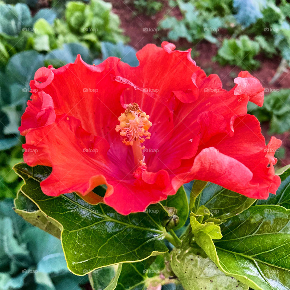 HIBISCUS - Tarde florida: o que dizer desse maravilhoso hibisco e seu vermelho tão sedutor? A natureza e suas cores tão vivas! Uma pintura para qualquer jardim…