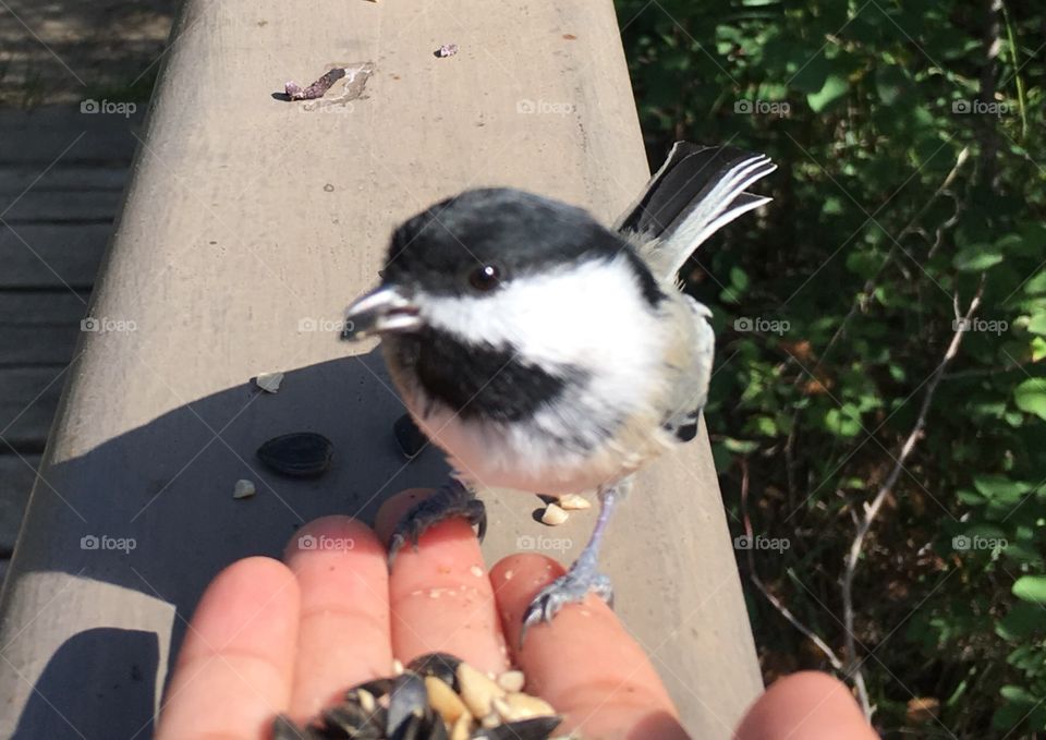 Bird, Nature, Wildlife, Outdoors, Little