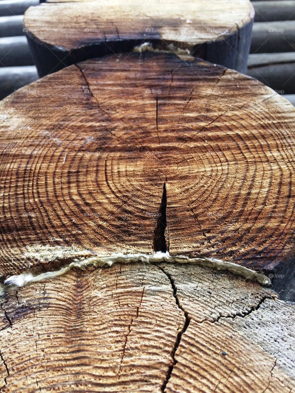 Tree cut log ring circles