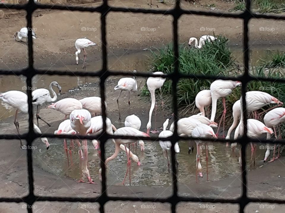 Zoo