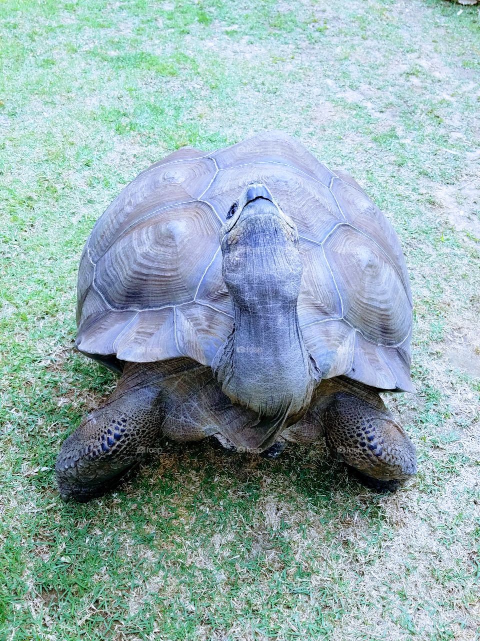 Turtle Stretch