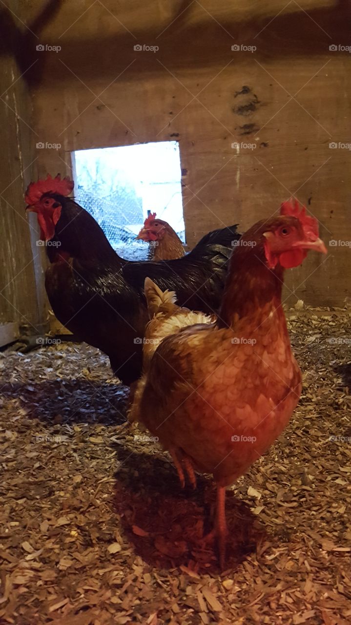 rhode island red rooster and hen