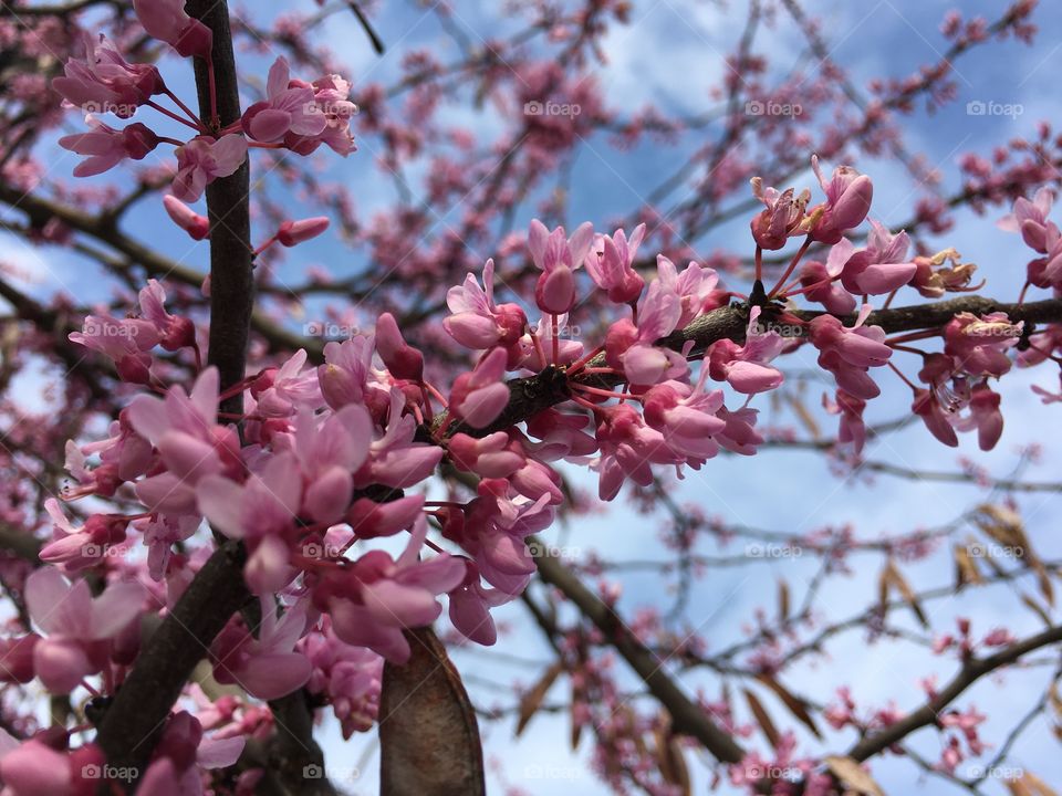 Branch, Tree, Cherry, Flower, Nature