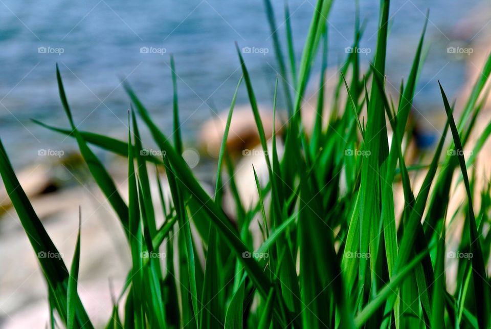 beach ocean grass sand by razornuku