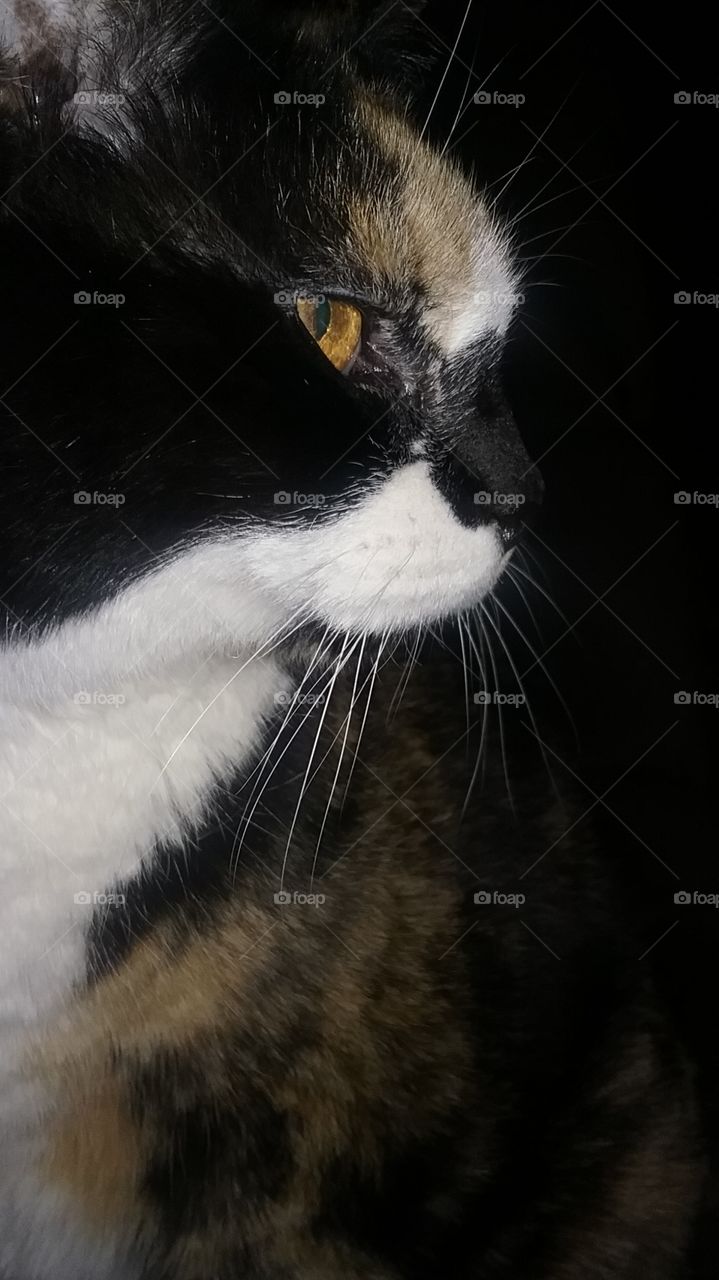 calico closeup