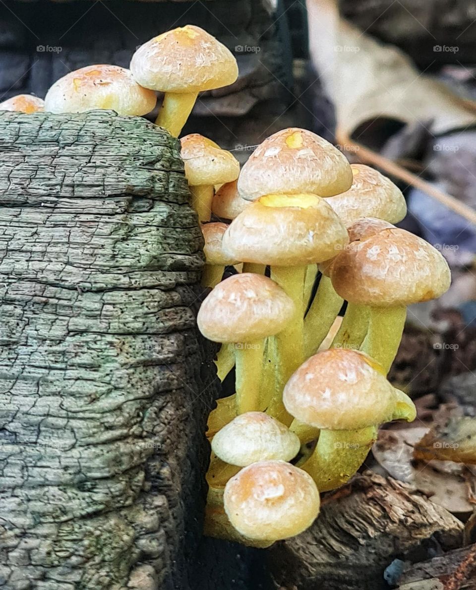 Mushrooms