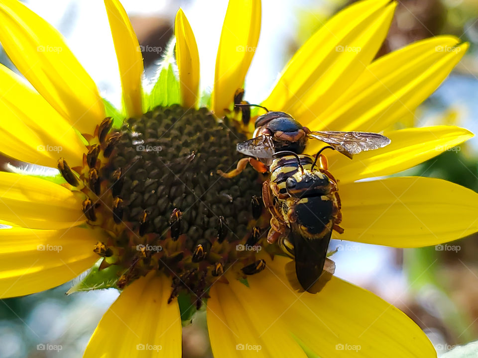 Two mating bees on a yellow sunflower with fourteen petals.