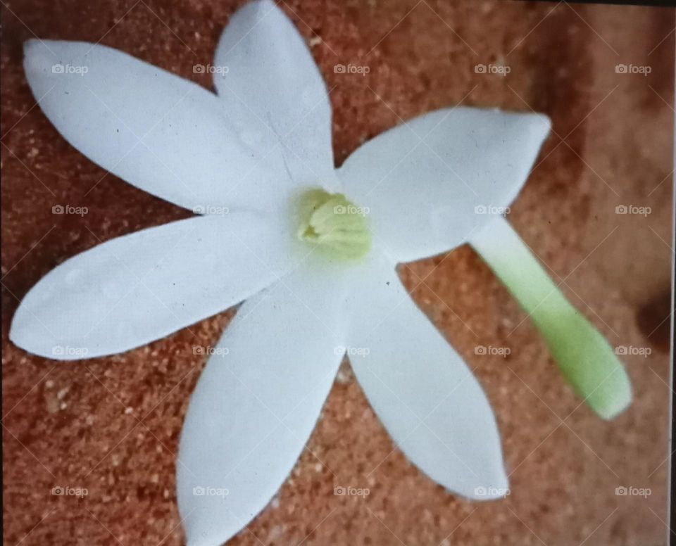 purity as like as this white pure beautiful flower 🌼