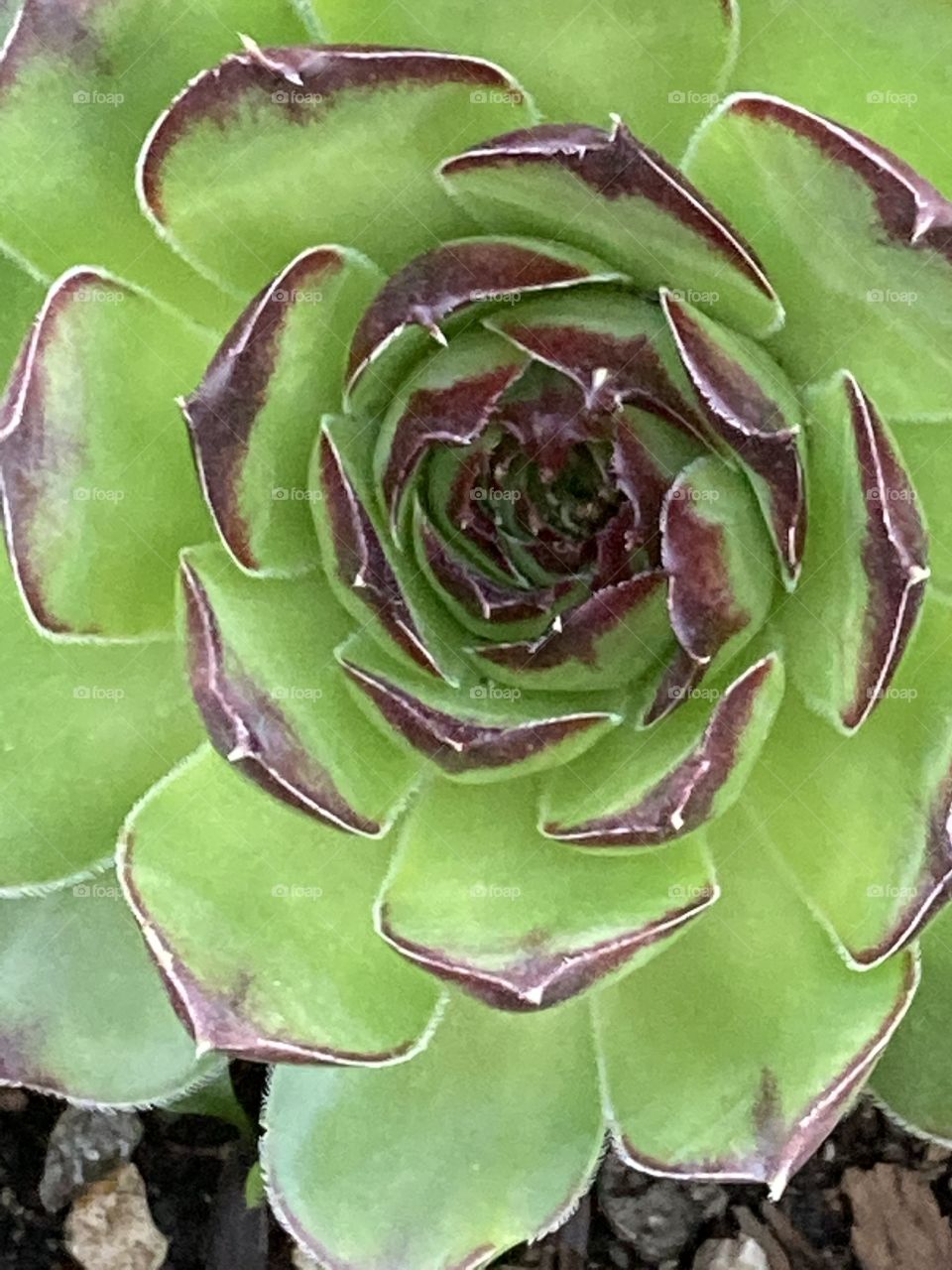 Hens and chicken plant