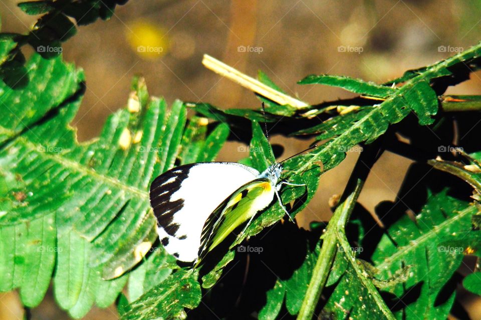 Butterfly on a leaf