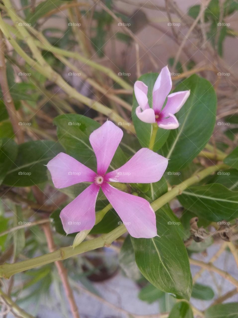 periwinkle pink flower fresh seasonal looking very beautiful generally found everywhere fresh seasonal