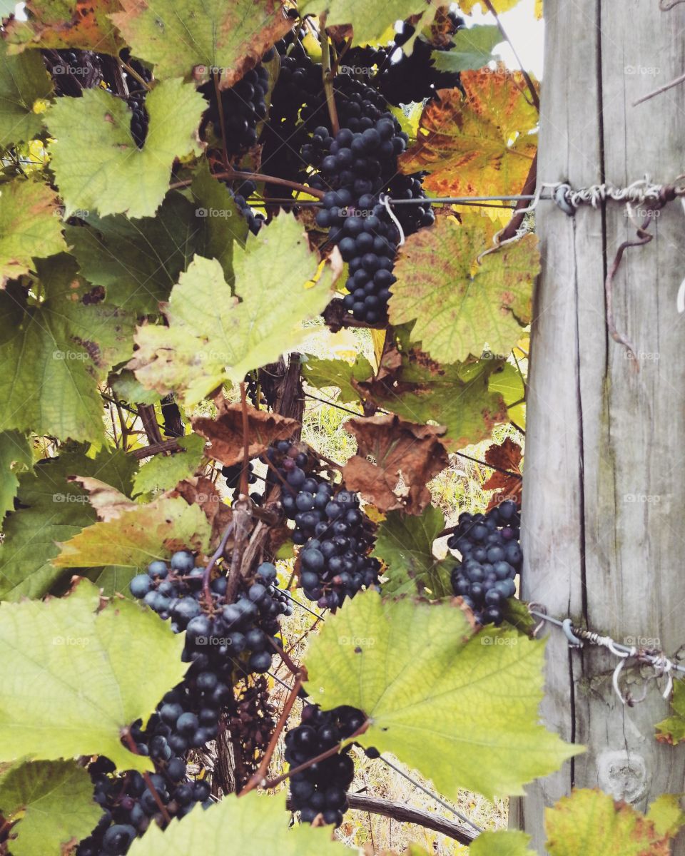 Grapes ripened on the vine waiting for the autumn harvest at a winery.