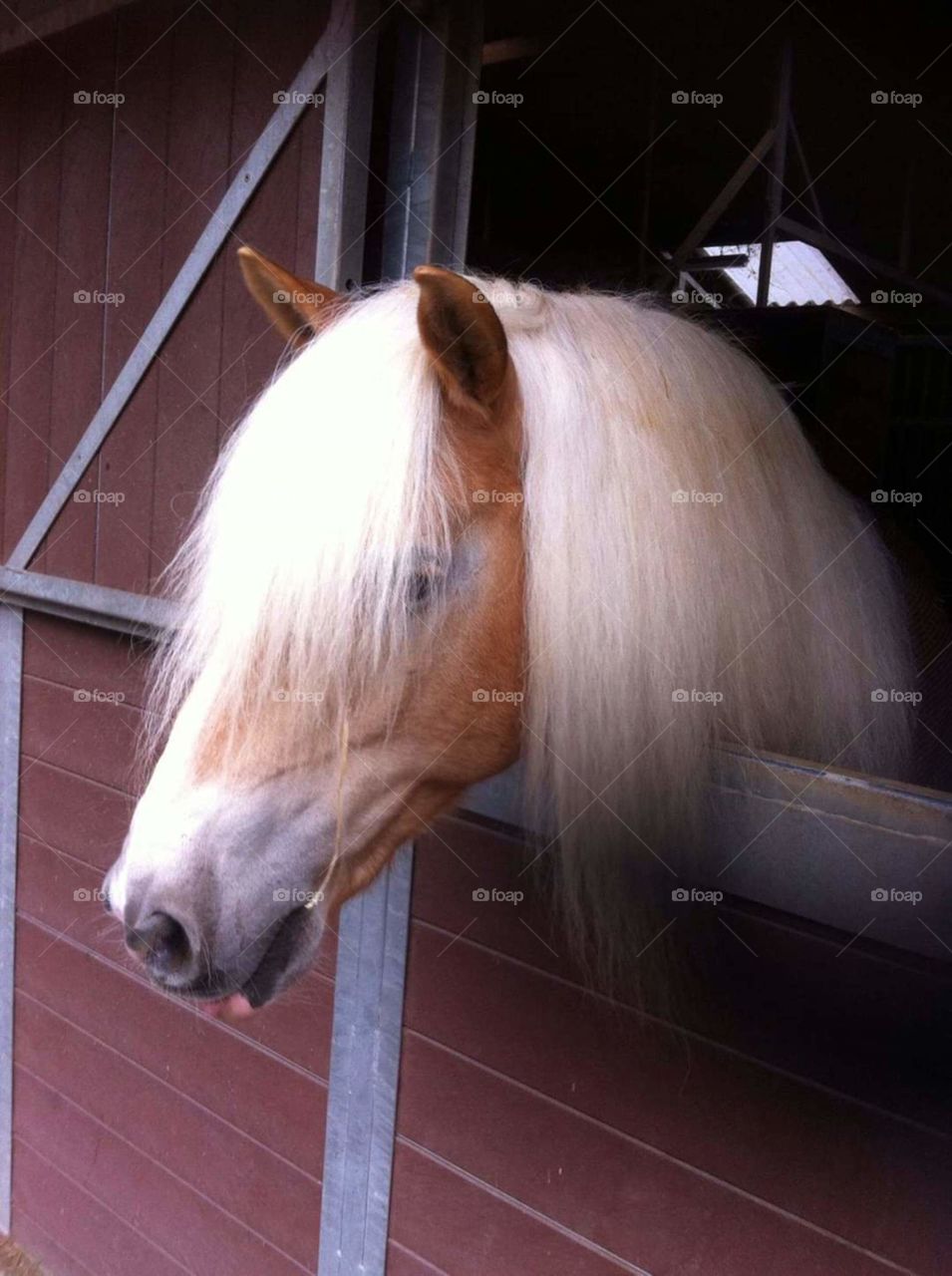 A photo of a curious male haflinger pony. Who looks out from his stable.