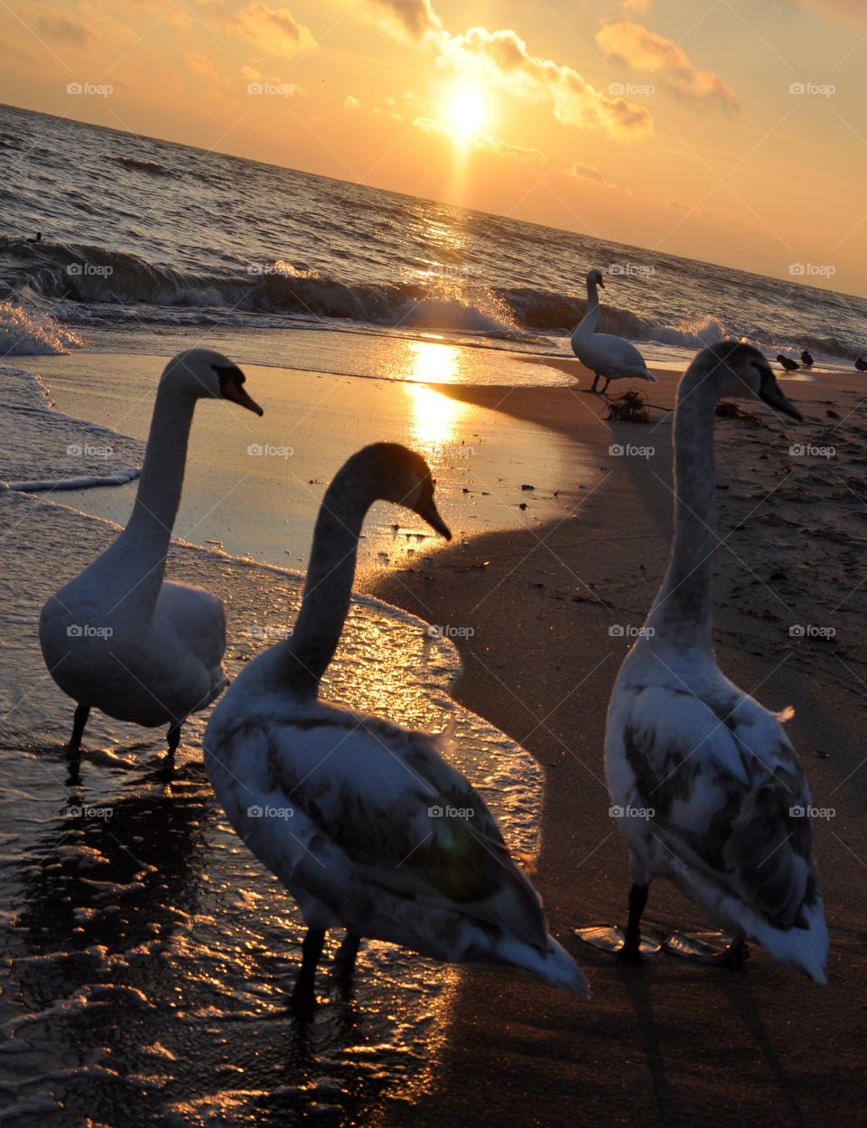 Bird, Swan, Sunset, Water, Dawn