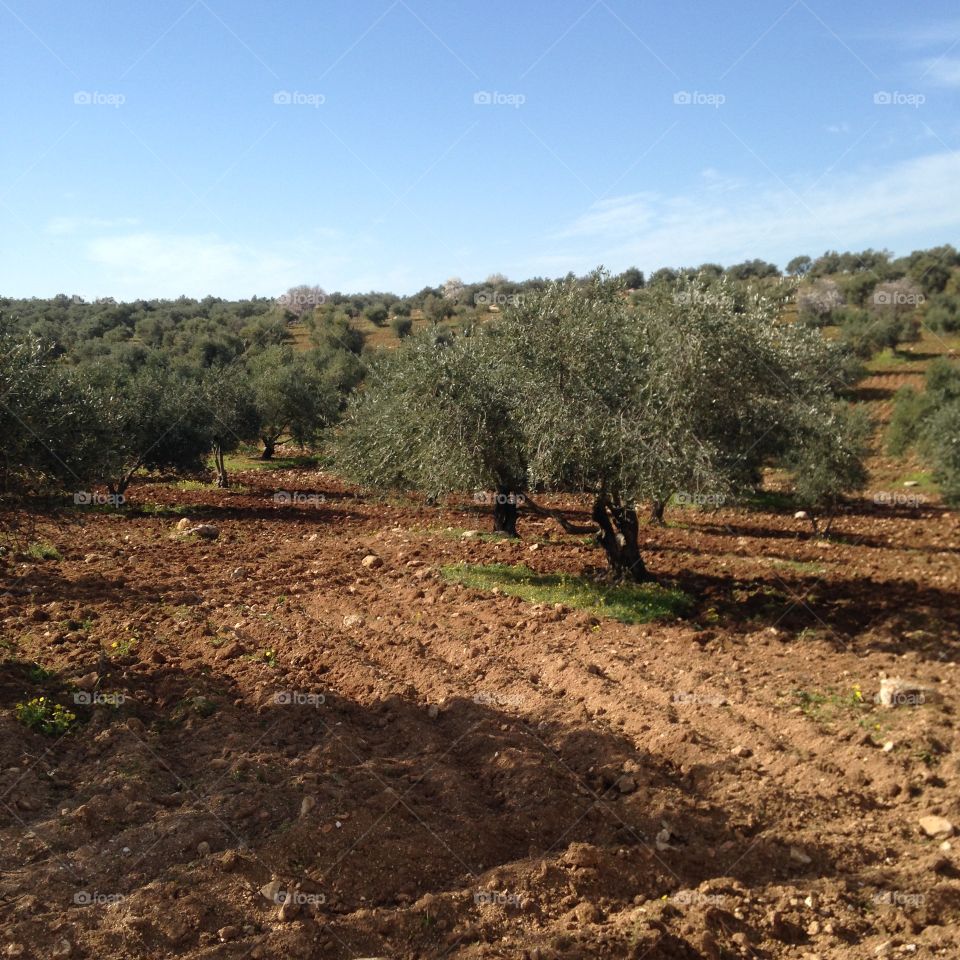 Olive. Olive tree