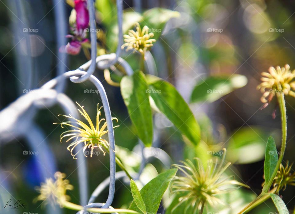 One Last Glimpse of Color