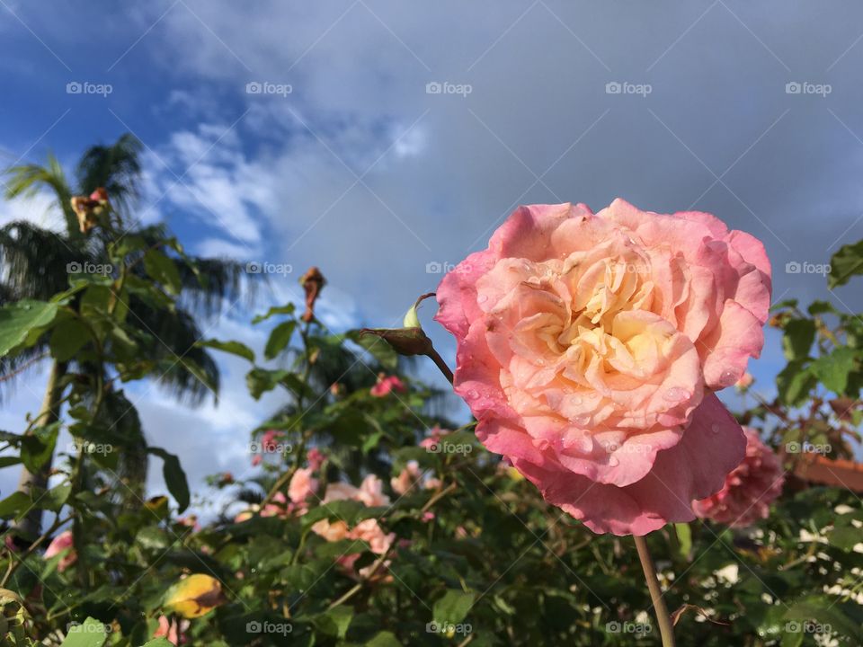 🌺Fim de #cooper!
Suado, cansado e feliz, alongando e curtindo a beleza das #flores.
Ótima 6a feira para todos nós!
🏁 🙆‍♂️ 
#corrida #treino #flor #flower #flowers #pétalas #pétala #jardim #jardinagem #garden #flora #run #running #esporte #alongamento