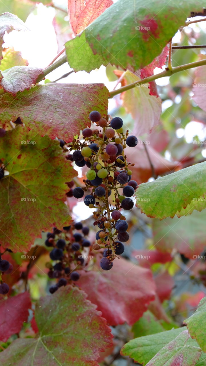 Grapes on plant