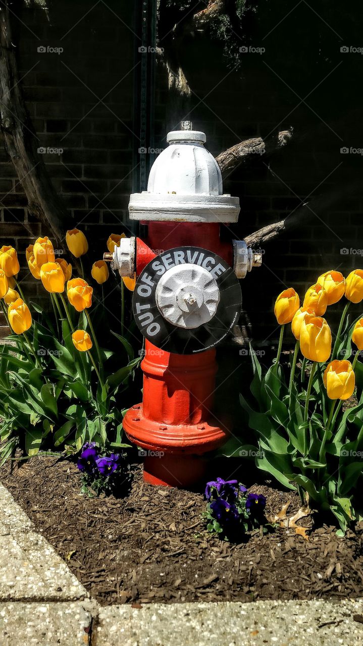 tulips and fire hydrants
