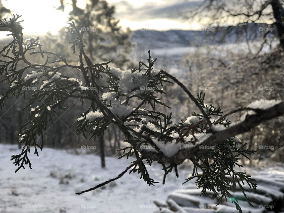 Snow on tree limb 