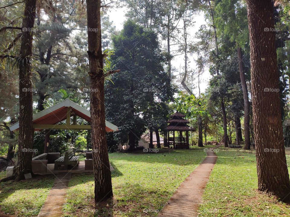 Cottage in the pine forests