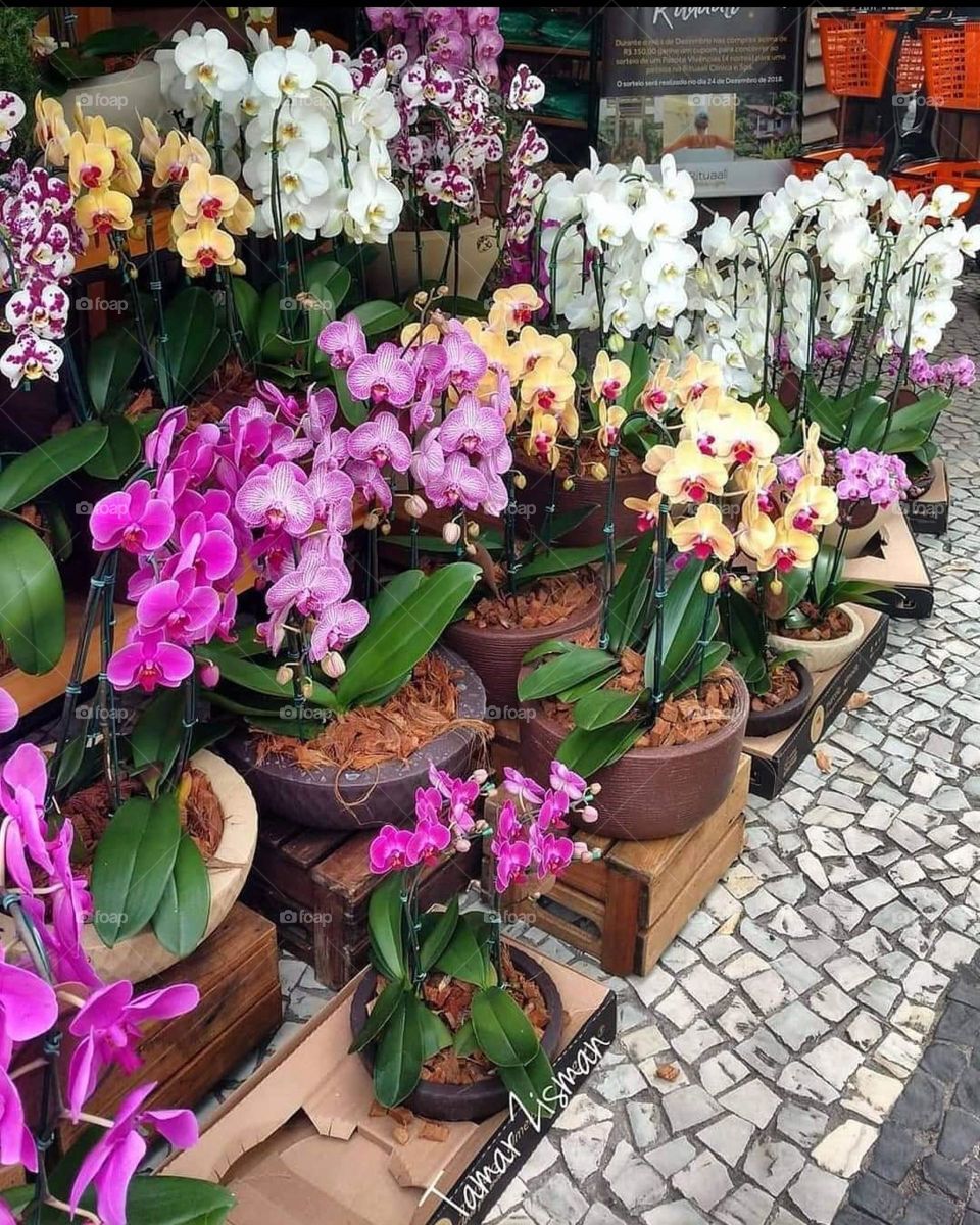 Orchids from Ipanema
