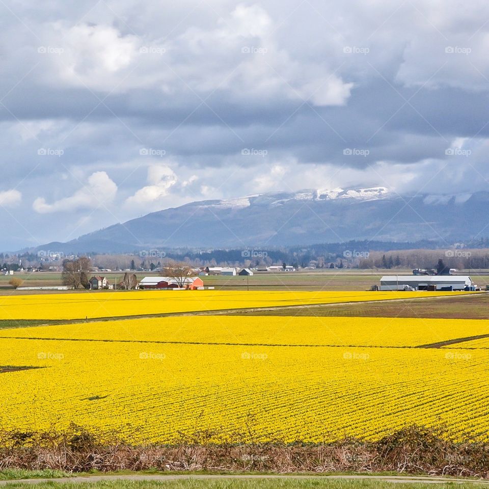 Beautiful field of daffodils