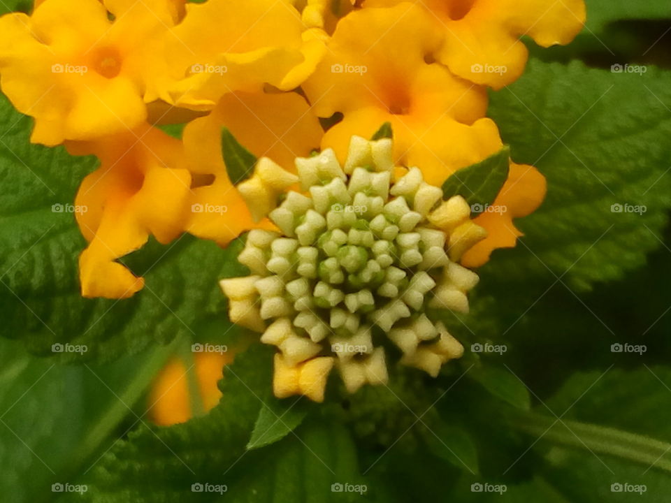 Flower buds