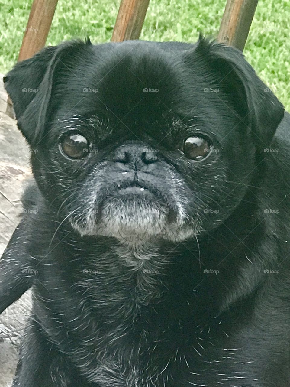 Female black pug